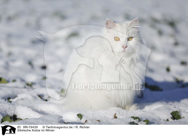 Sibirische Katze im Winter / RR-79426