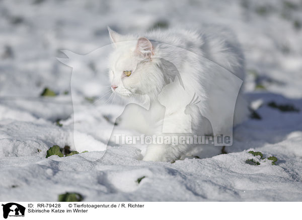 Sibirische Katze im Winter / RR-79428