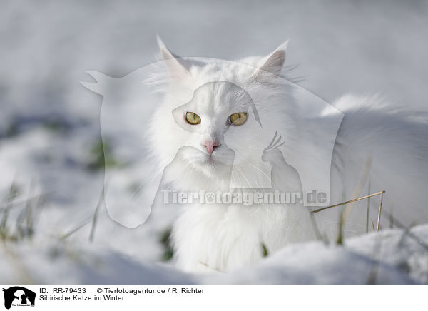 Sibirische Katze im Winter / RR-79433
