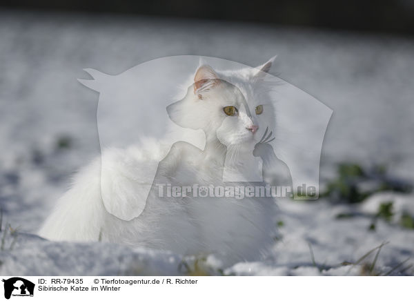 Sibirische Katze im Winter / RR-79435