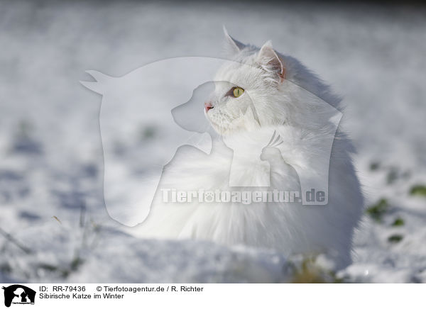 Sibirische Katze im Winter / RR-79436