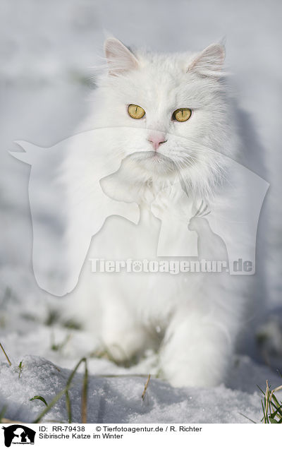 Sibirische Katze im Winter / RR-79438