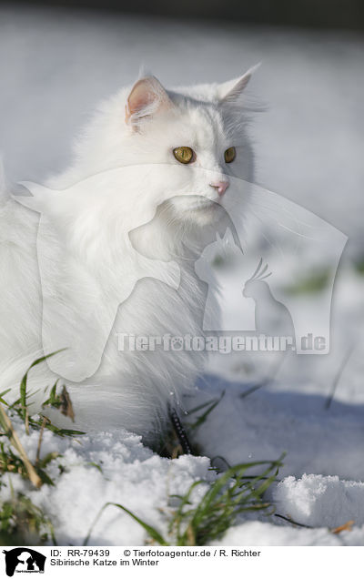 Sibirische Katze im Winter / RR-79439