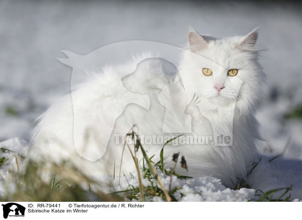 Sibirische Katze im Winter / RR-79441