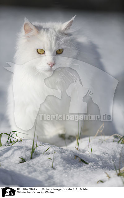 Sibirische Katze im Winter / RR-79442