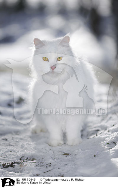 Sibirische Katze im Winter / RR-79445