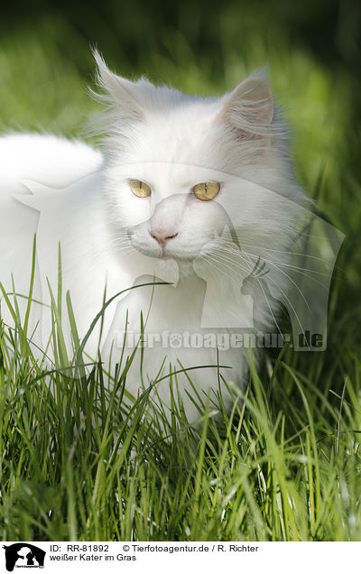 weier Kater im Gras / RR-81892