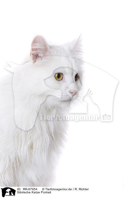 Sibirische Katze Portrait / RR-87954