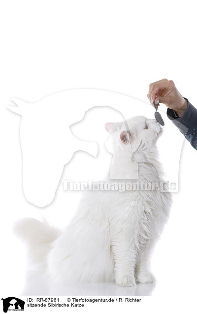 sitzende Sibirische Katze / sitting Siberian Forest Cat / RR-87961