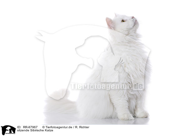 sitzende Sibirische Katze / RR-87967