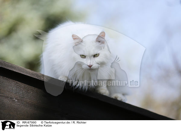 liegende Sibirische Katze / RR-87990