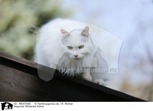 liegende Sibirische Katze / lying Siberian Forest Cat / RR-87990