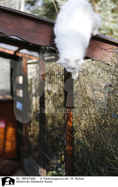 kletternde Sibirische Katze / RR-87998