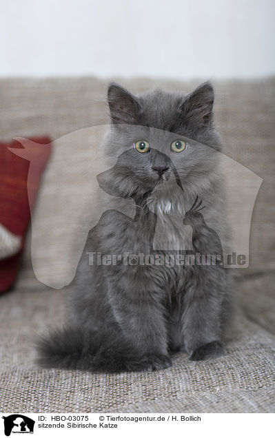 sitzende Sibirische Katze / HBO-03075