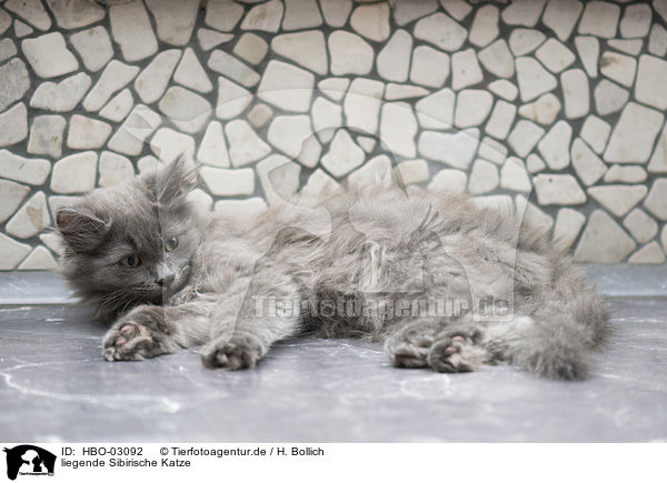 liegende Sibirische Katze / HBO-03092