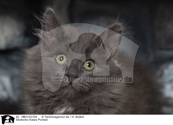 Sibirische Katze Portrait / HBO-03104