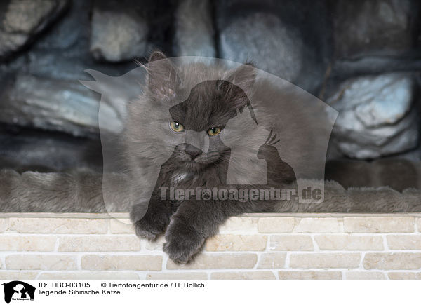 liegende Sibirische Katze / lying Siberian Cat / HBO-03105