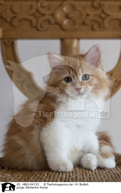 junge Sibirische Katze / HBO-04133