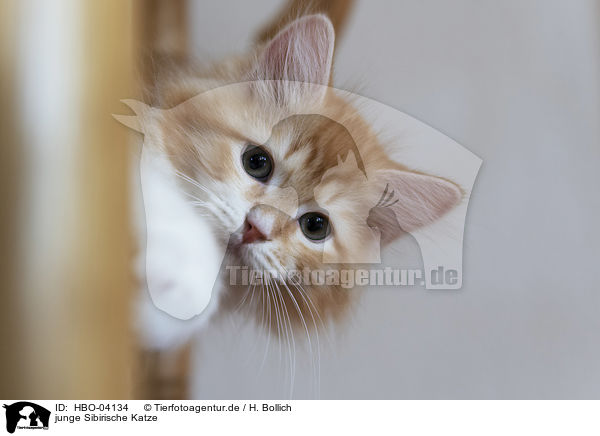 junge Sibirische Katze / young Siberian Cat / HBO-04134
