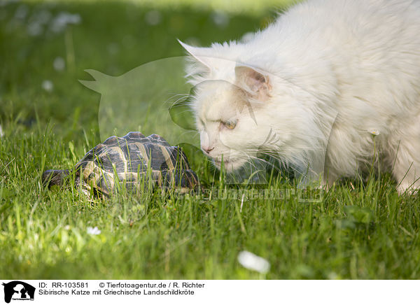 Sibirische Katze mit Griechische Landschildkrte / Siberian Cat with Greek tortoise / RR-103581