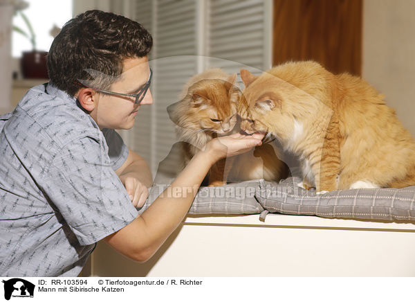Mann mit Sibirische Katzen / RR-103594