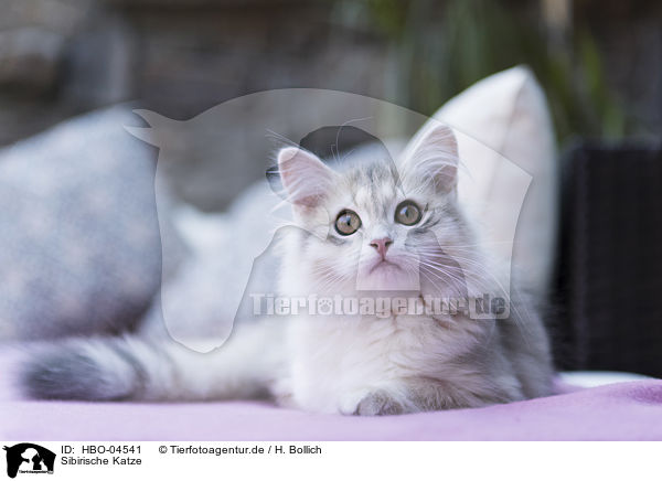 Sibirische Katze / HBO-04541