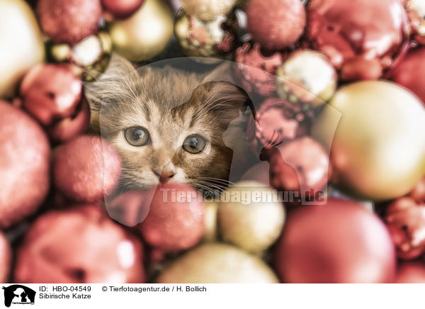 Sibirische Katze / Siberian Cat / HBO-04549