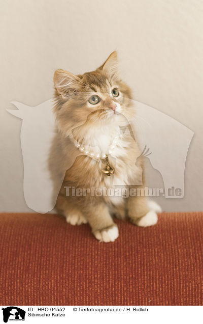 Sibirische Katze / HBO-04552