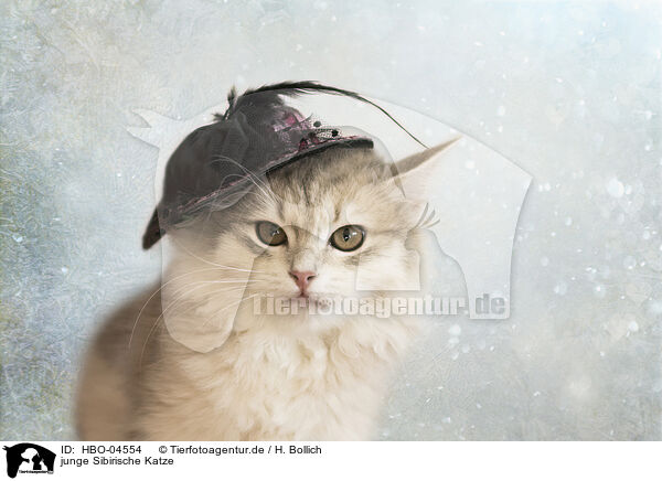 junge Sibirische Katze / HBO-04554