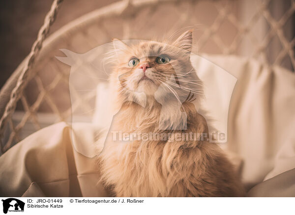 Sibirische Katze / JRO-01449