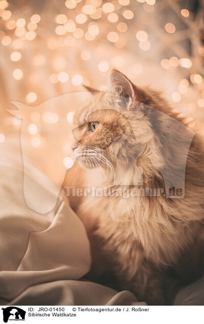 Sibirische Waldkatze / JRO-01450