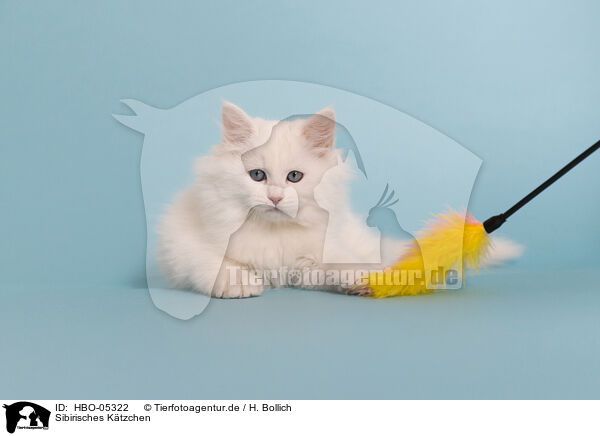 Sibirisches Ktzchen / HBO-05322