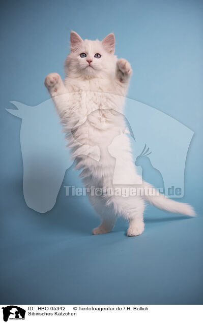 Sibirisches Ktzchen / Siberian kitten / HBO-05342