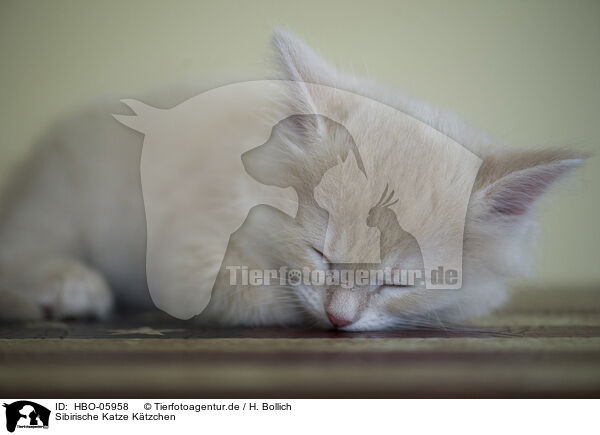 Sibirische Katze K�tzchen / Siberian cat kitten / HBO-05958