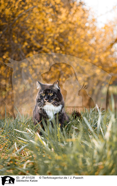 Sibirische Katze / JP-01028