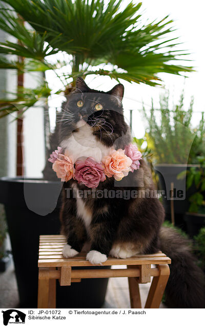 Sibirische Katze / Siberian Cat / JP-01072