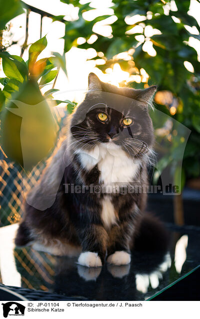 Sibirische Katze / Siberian Cat / JP-01104