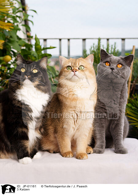 3 Katzen / 3 cats / JP-01161