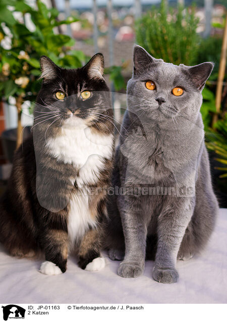 2 Katzen / 2 cats / JP-01163