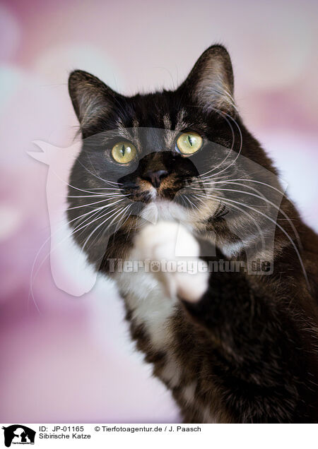 Sibirische Katze / JP-01165
