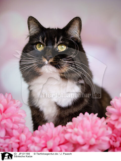 Sibirische Katze / JP-01166