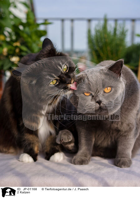 2 Katzen / 2 cats / JP-01168