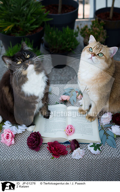 2 Katzen / JP-01276