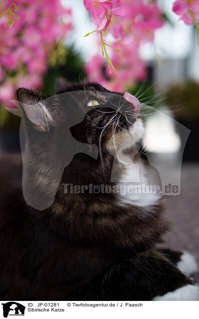 Sibirische Katze / JP-01281