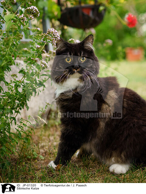 Sibirische Katze / JP-01320