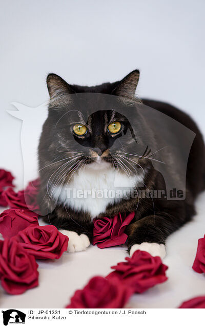 Sibirische Katze / JP-01331