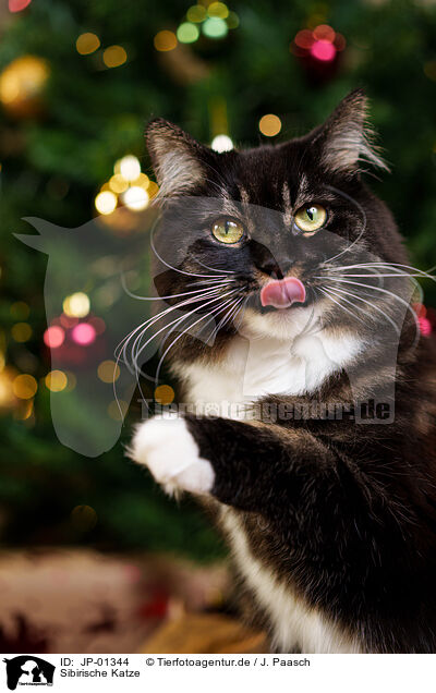 Sibirische Katze / Siberian Cat / JP-01344