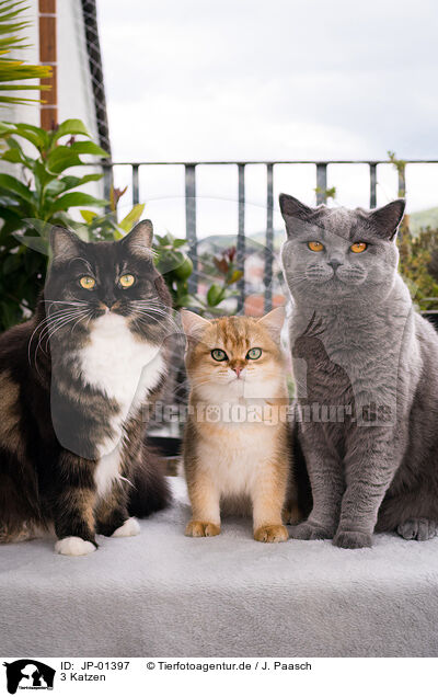 3 Katzen / 3 cats / JP-01397