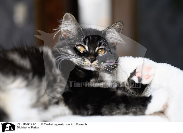 Sibirische Katze / Siberian Cat / JP-01420