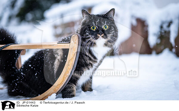 Sibirische Katze / Siberian Cat / JP-01443
